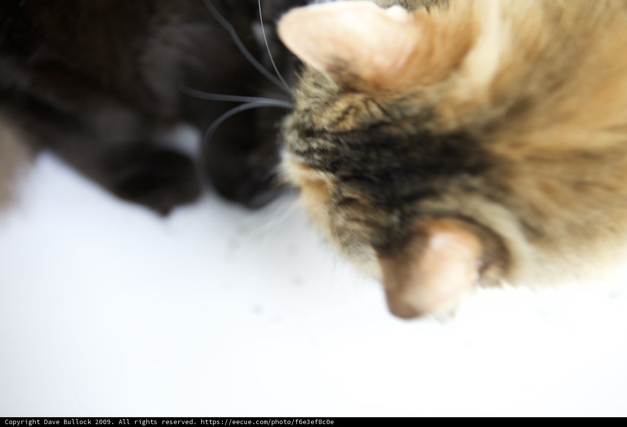 Feline Fascination