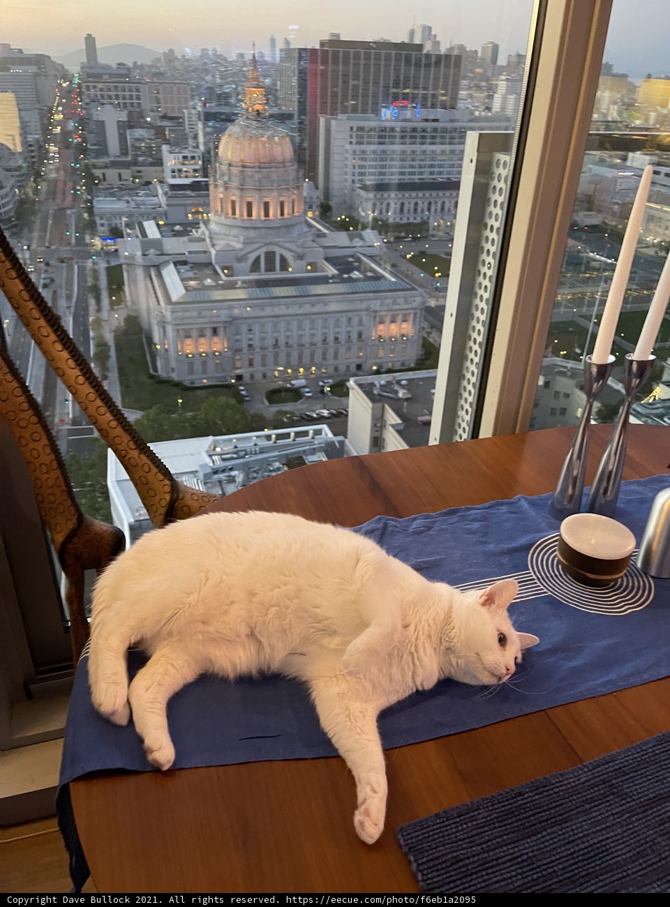 A Cat's View of the City