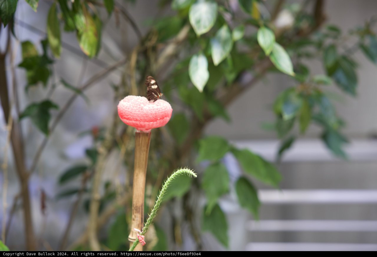 Delicate Moments: A Butterfly's Garden Reverie
