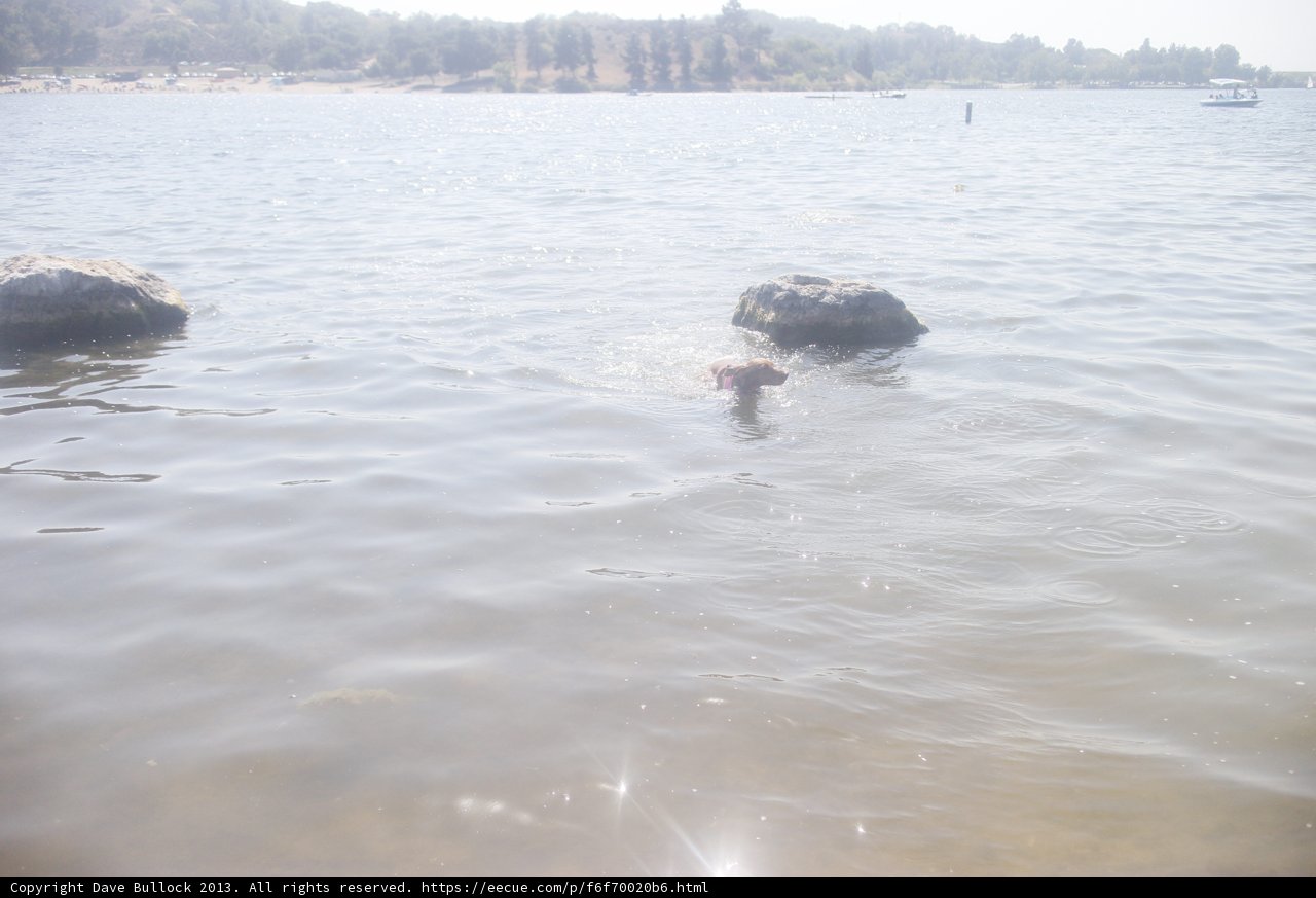 Canine Cool Off
