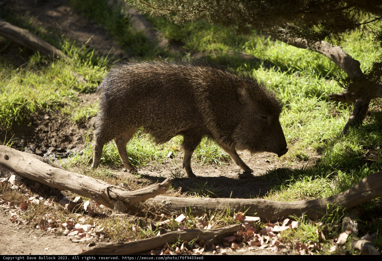 Trotting Tiny Trailblazer