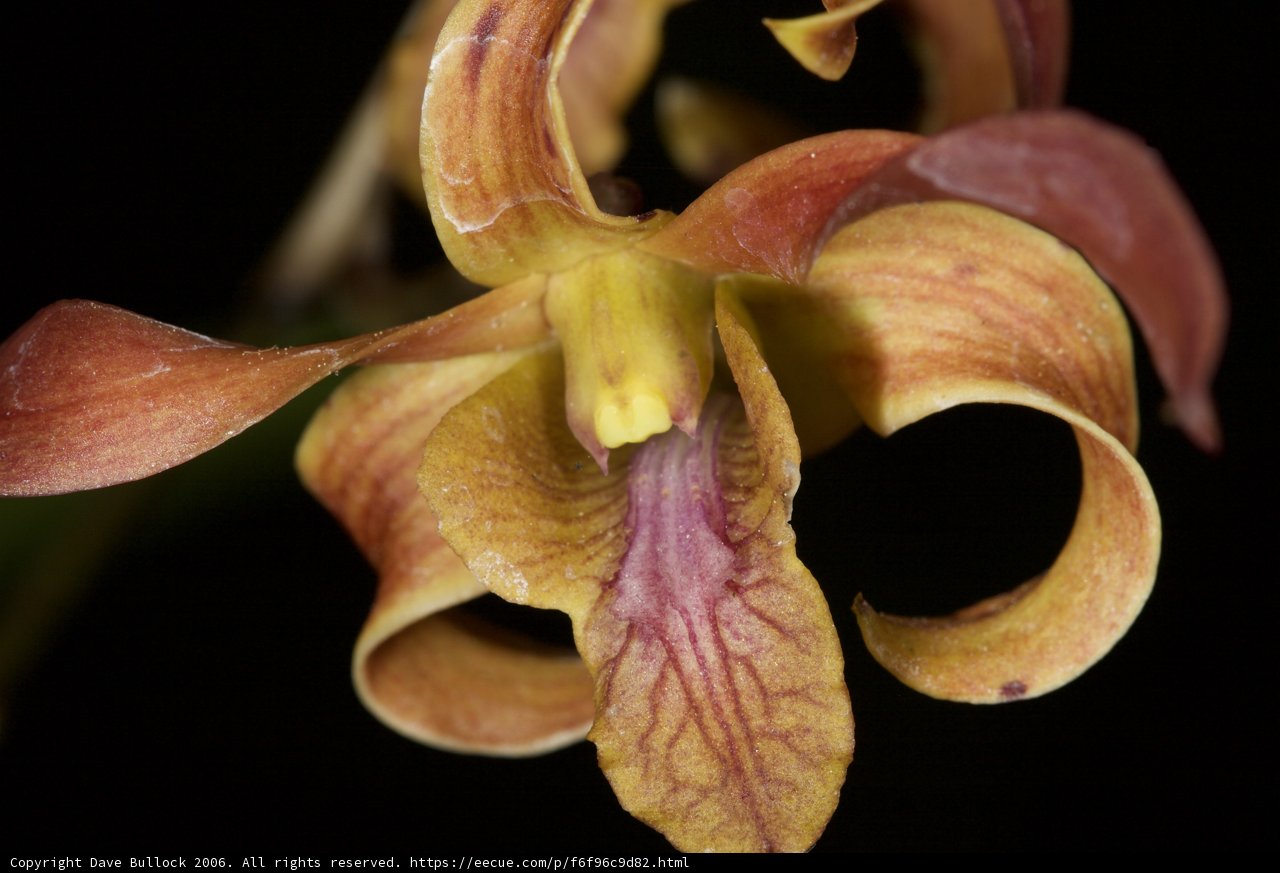 Long-Stemmed Orchid