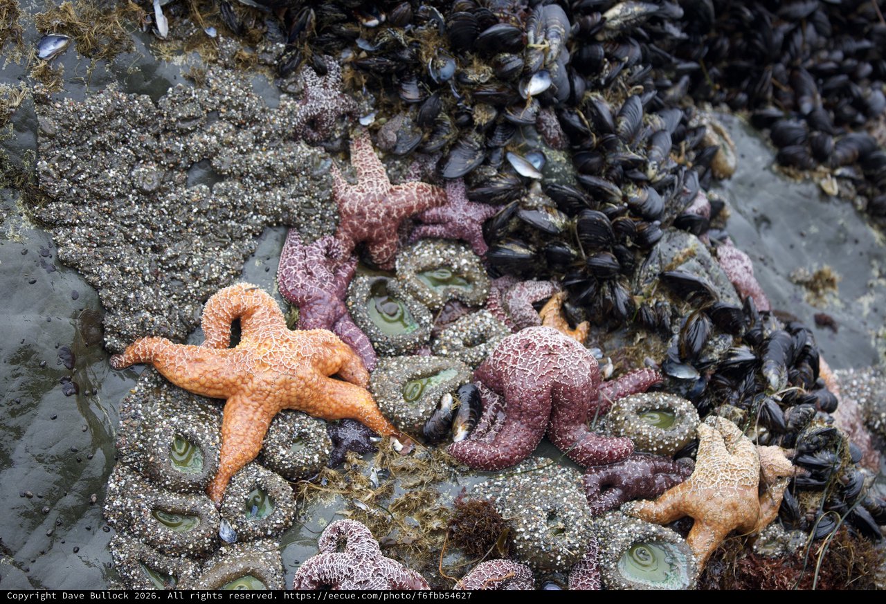 Vibrant Sea Stars and Mussels in Tidal Pool