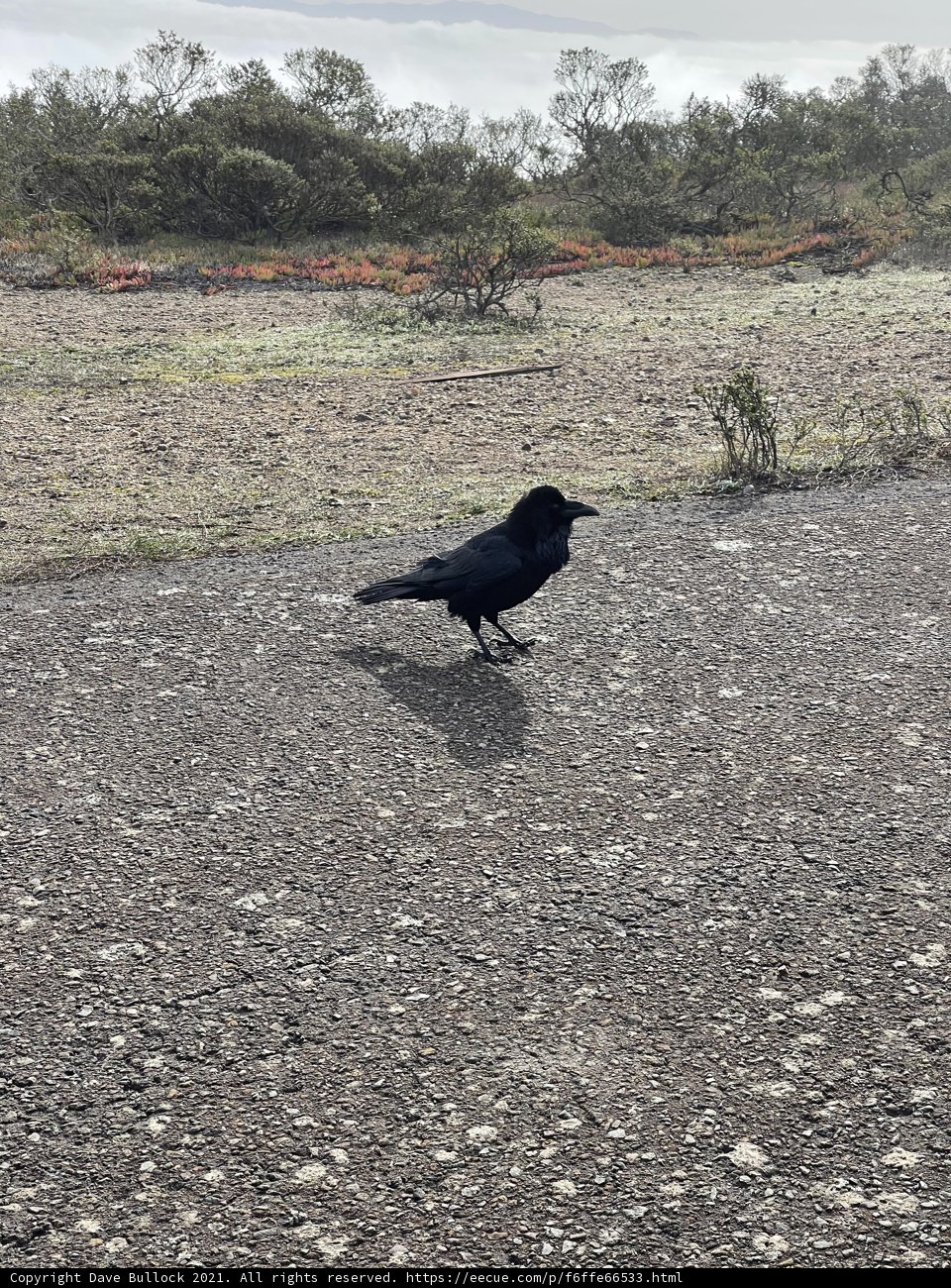 Solitary Crow