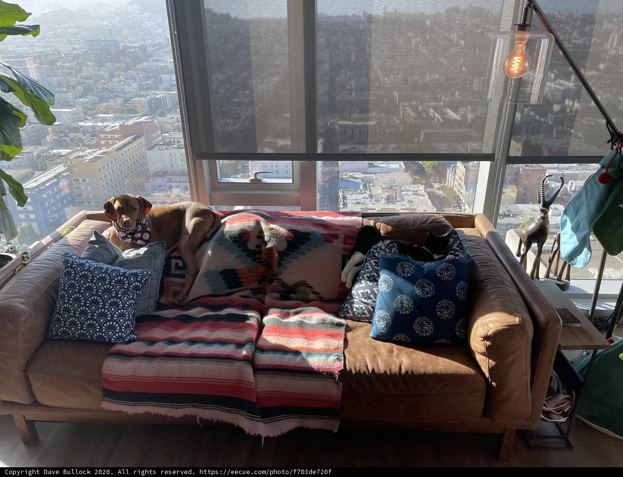 Cozy Moments with my Furry Friend
