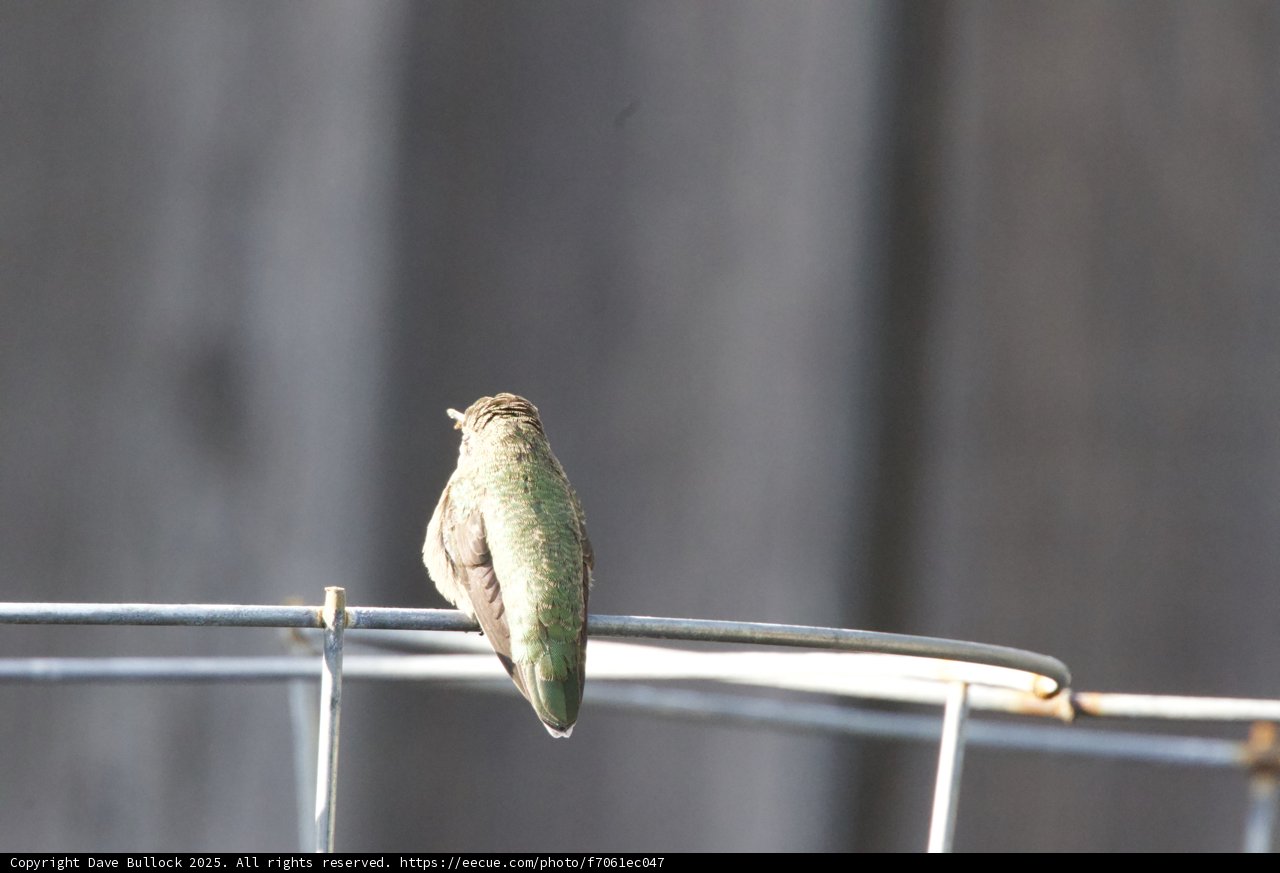 Perched in Serenity