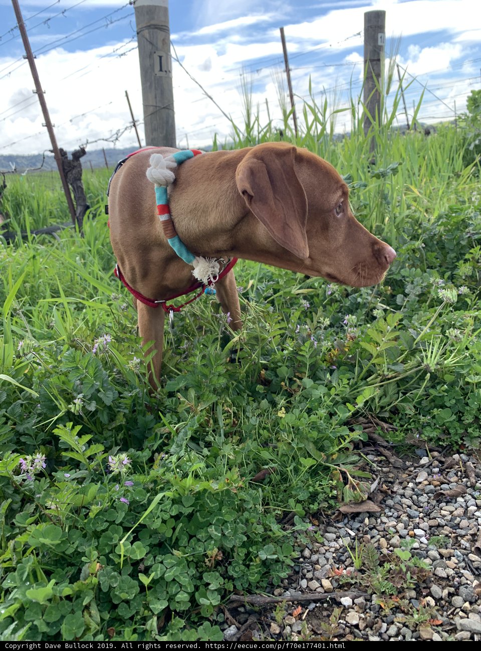 Exploration in the Greenery
