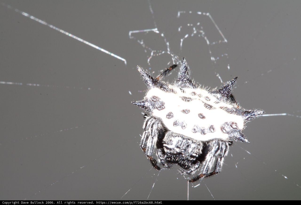 Spiked Garden Spider