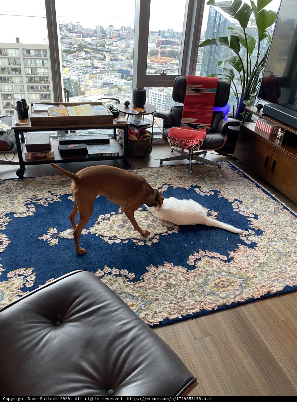 A Purrfect Playdate!