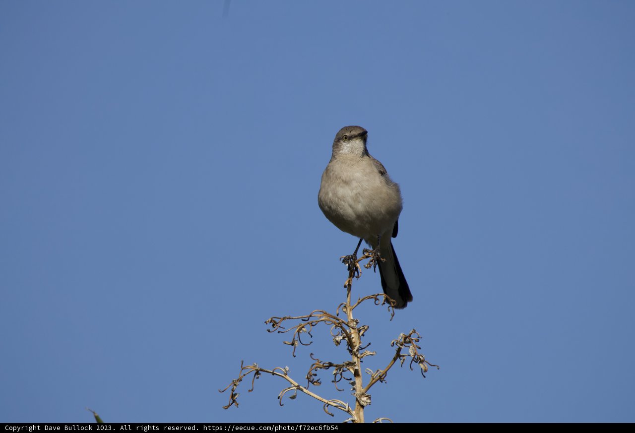 Solitary Serenade