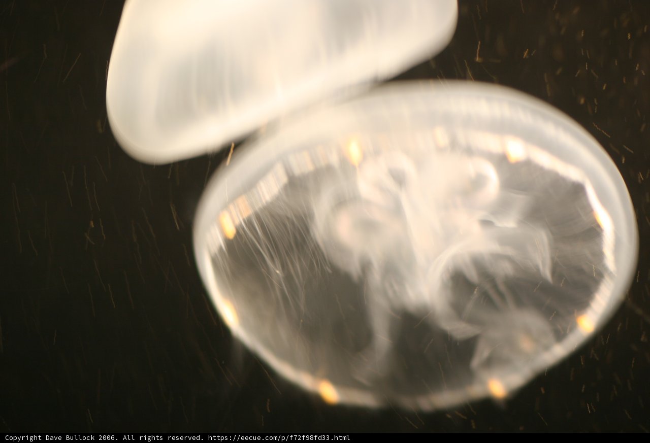 A Mesmerizing Jellyfish in its Aquatic Habitat