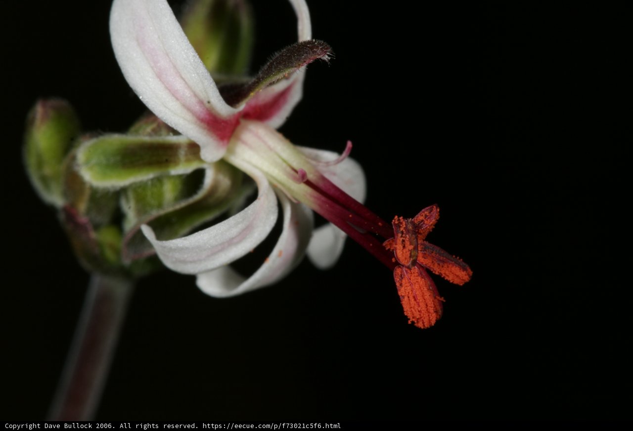 Red and White Orchid Flower