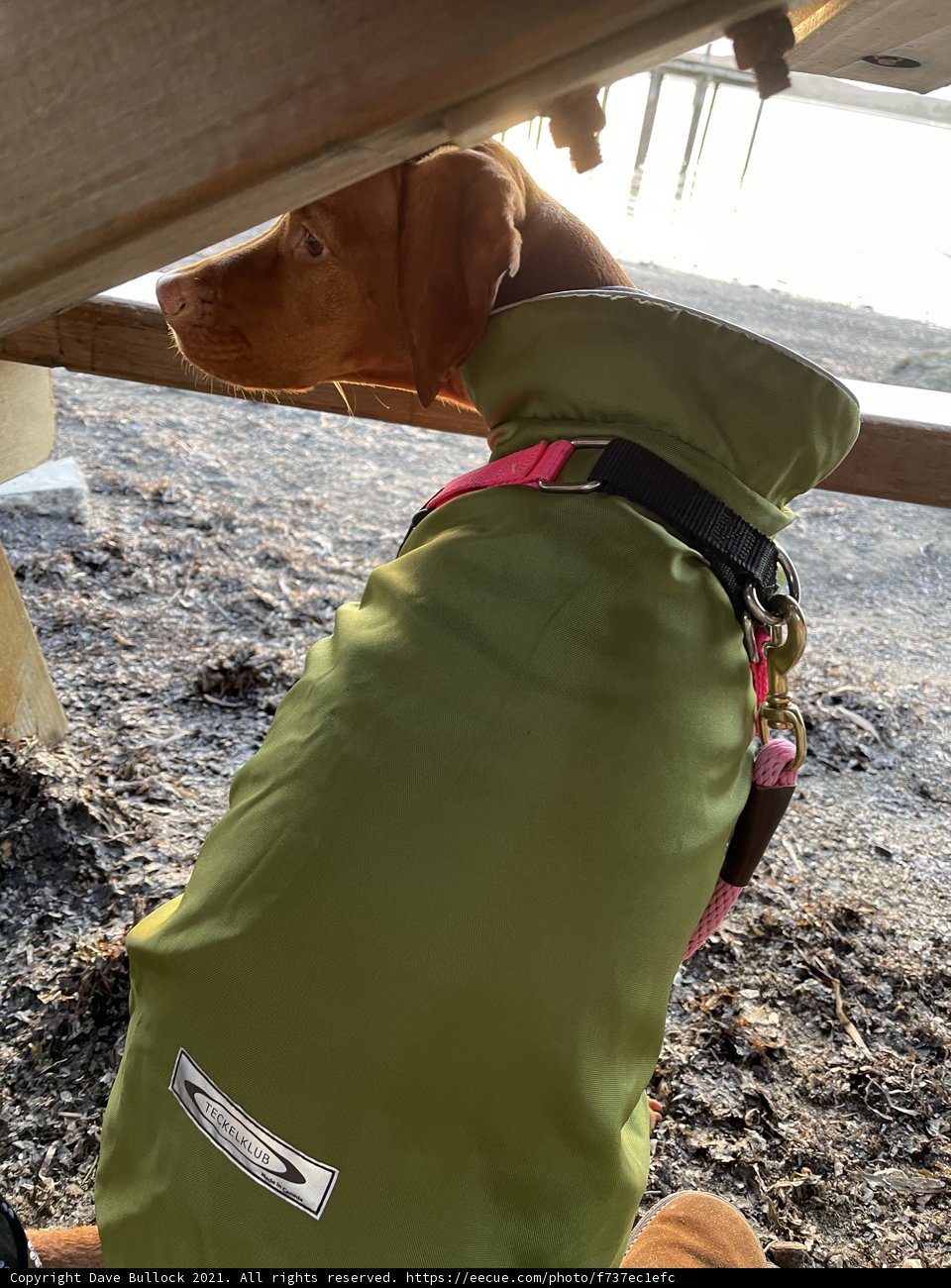 Green Jacket, Pink Collar