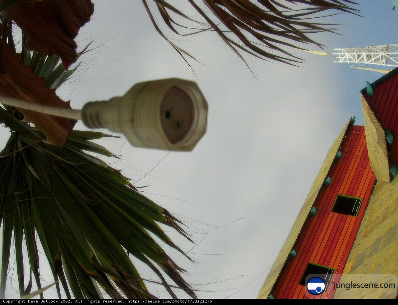 Majestic Palm Tree in Ensenada, Mexico