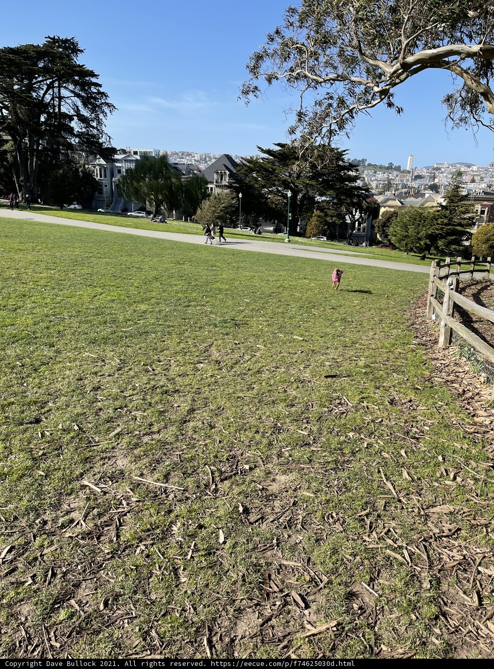Serene Nature at Alamo Square