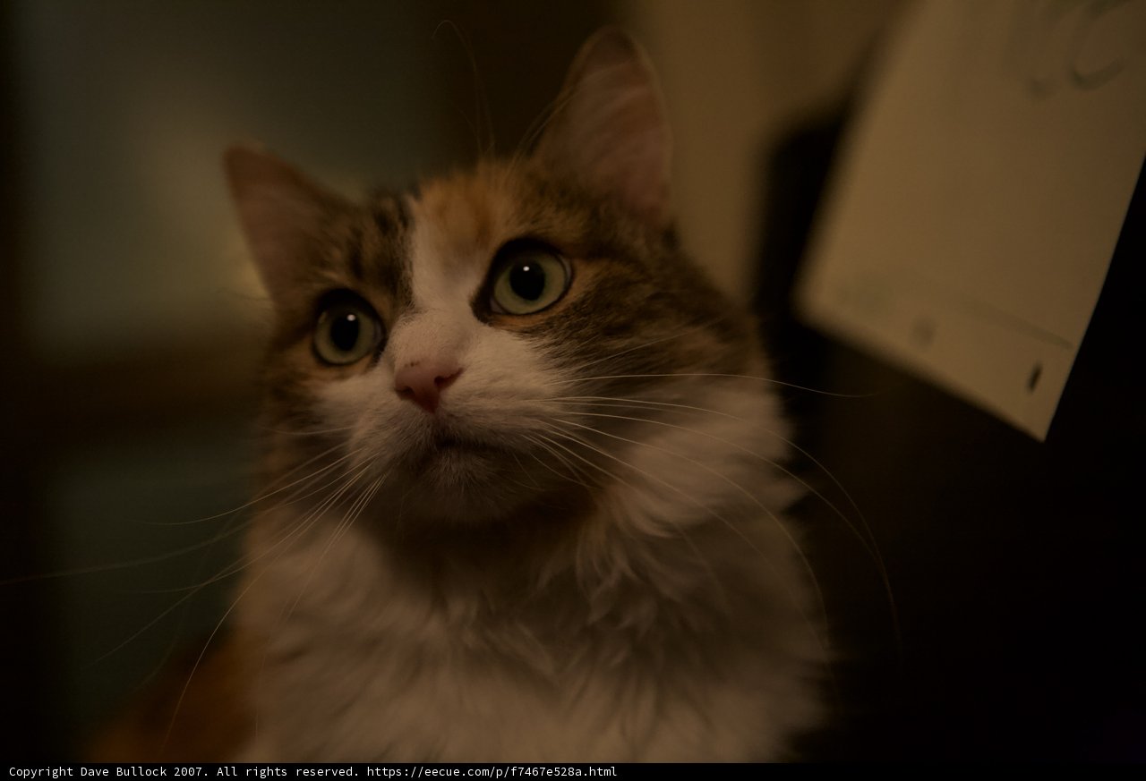Feline Curiosity