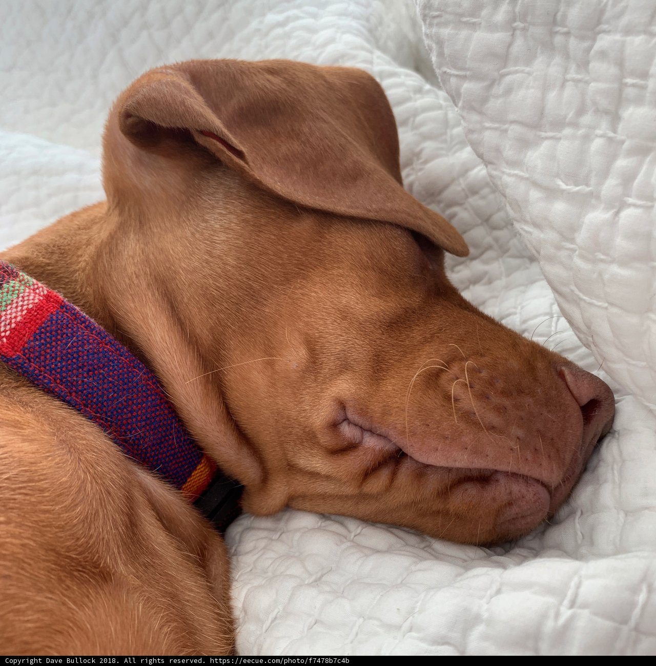 Colorful Collar Dreams