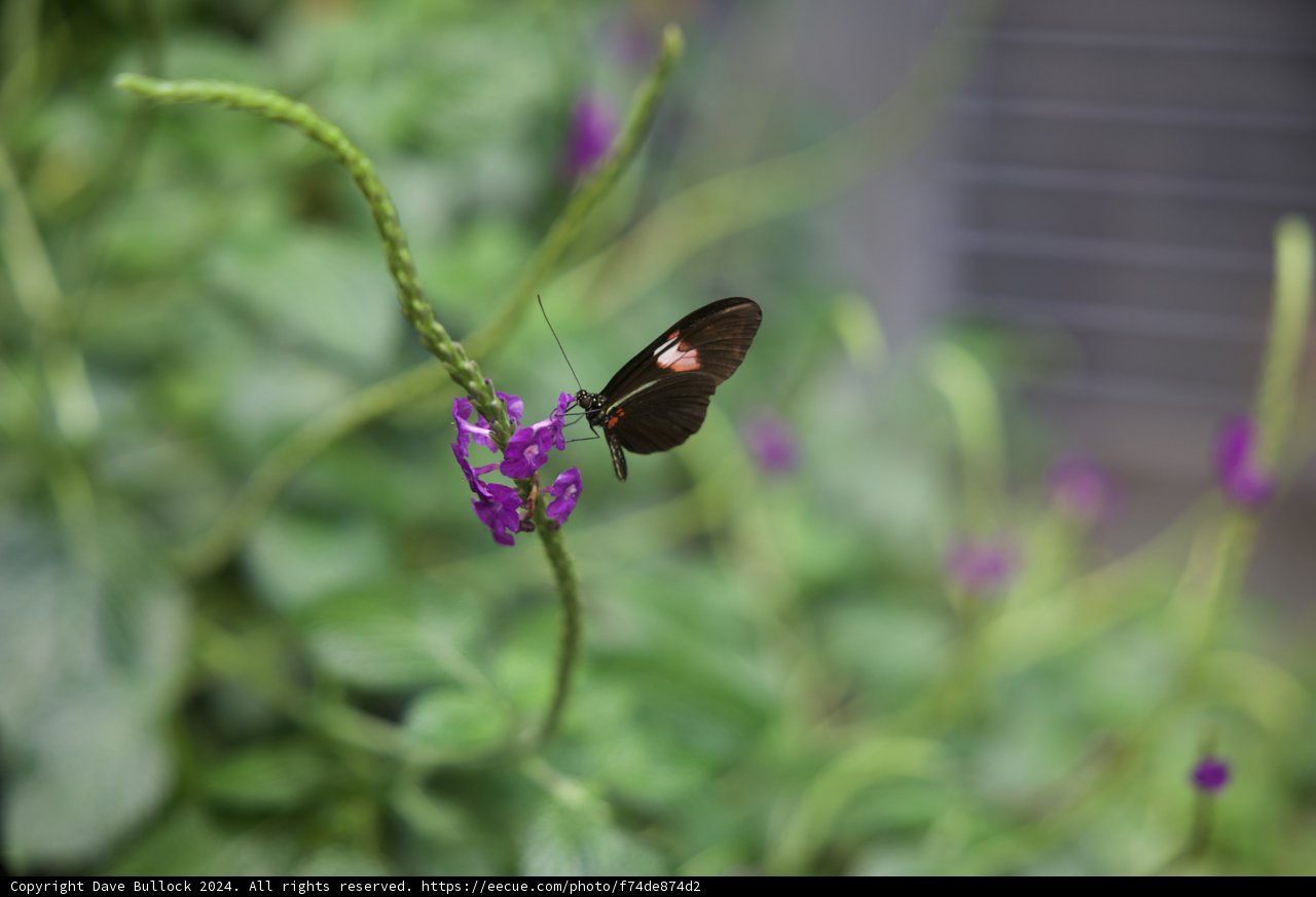 Fluttering Elegance on a Purple Bloom