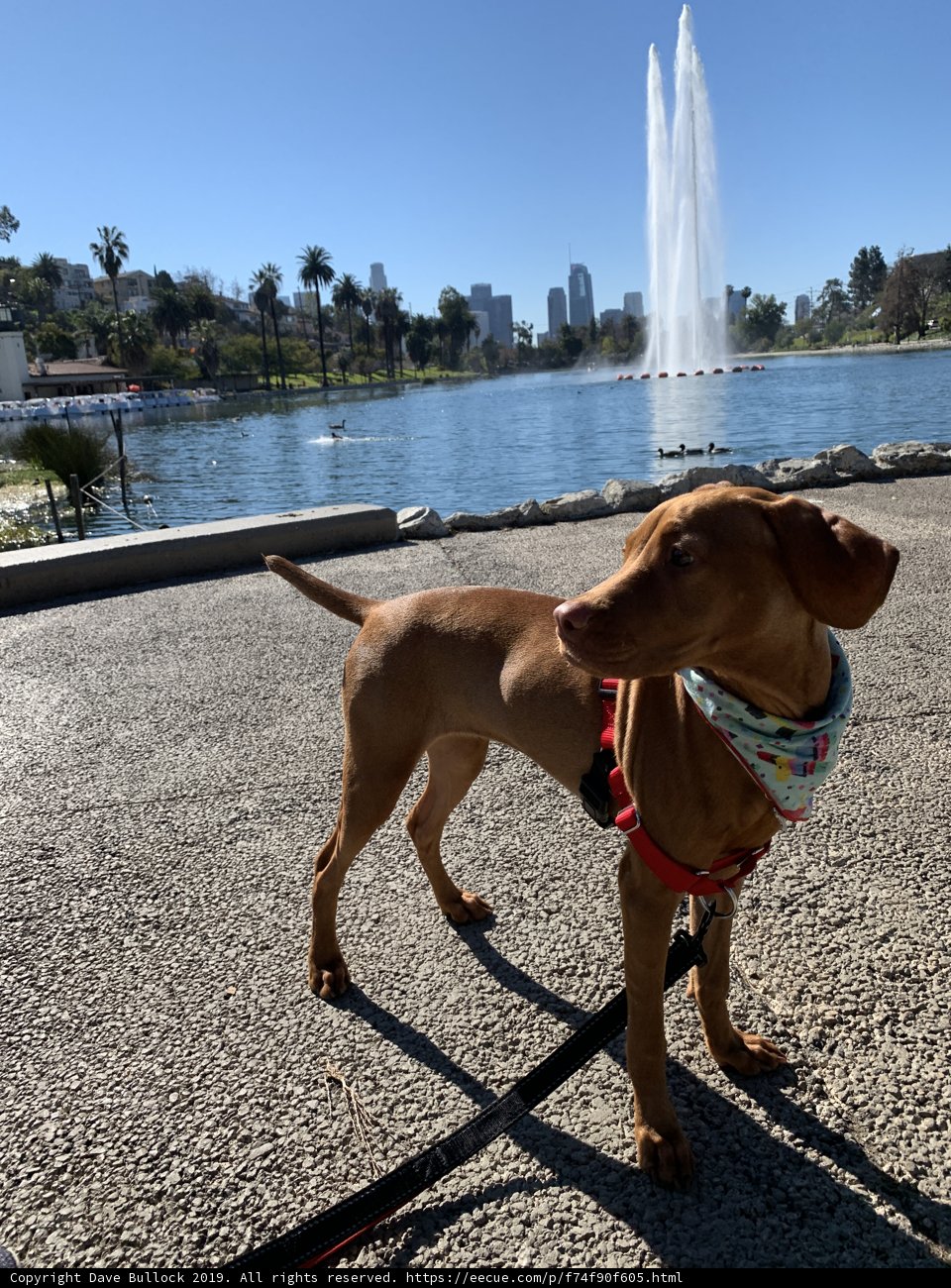 Fountain Fun with Fido