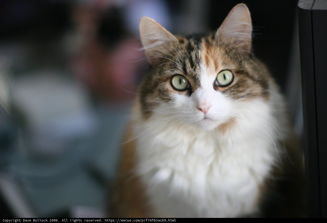 Feline Focus