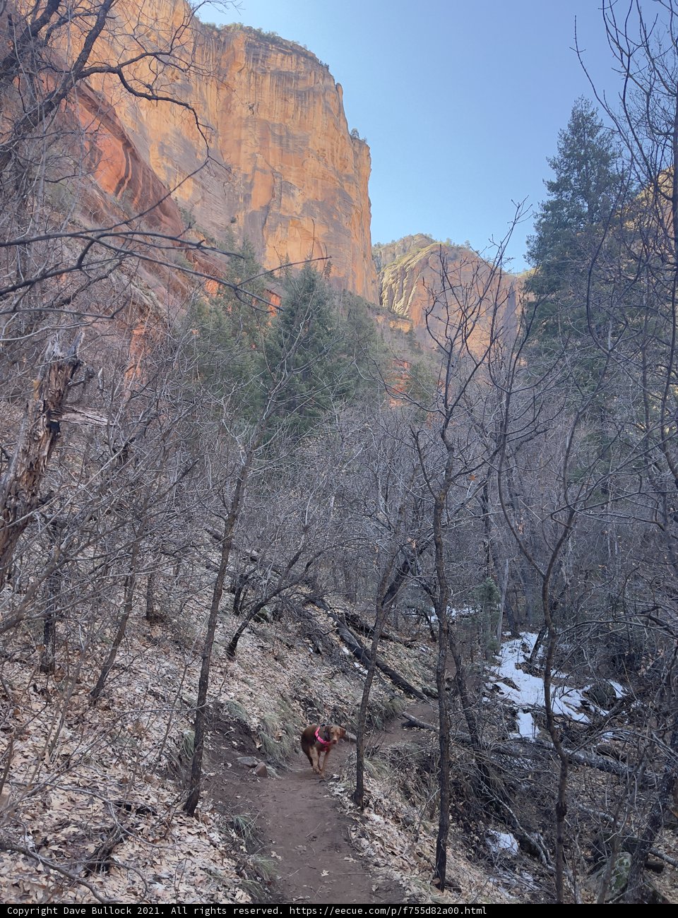 A Dog's Walk in the Coconino Wilderness