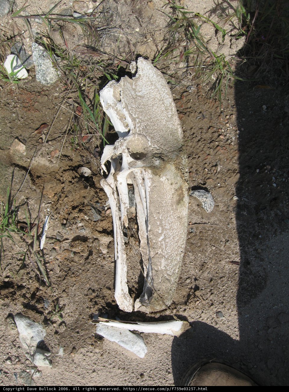 Death Among the Rocks