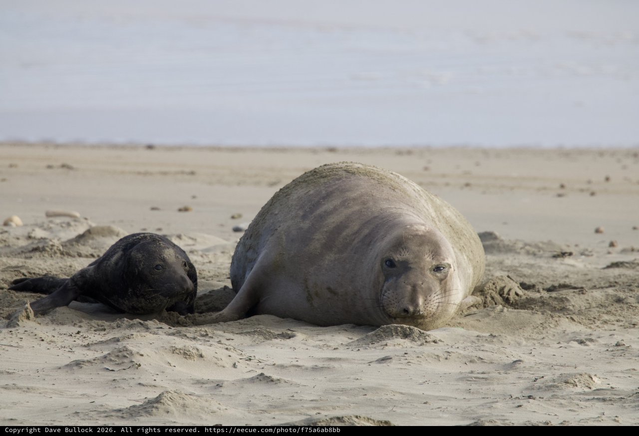 Elephant Seal Mother and Newborn Pup Resting on Beach