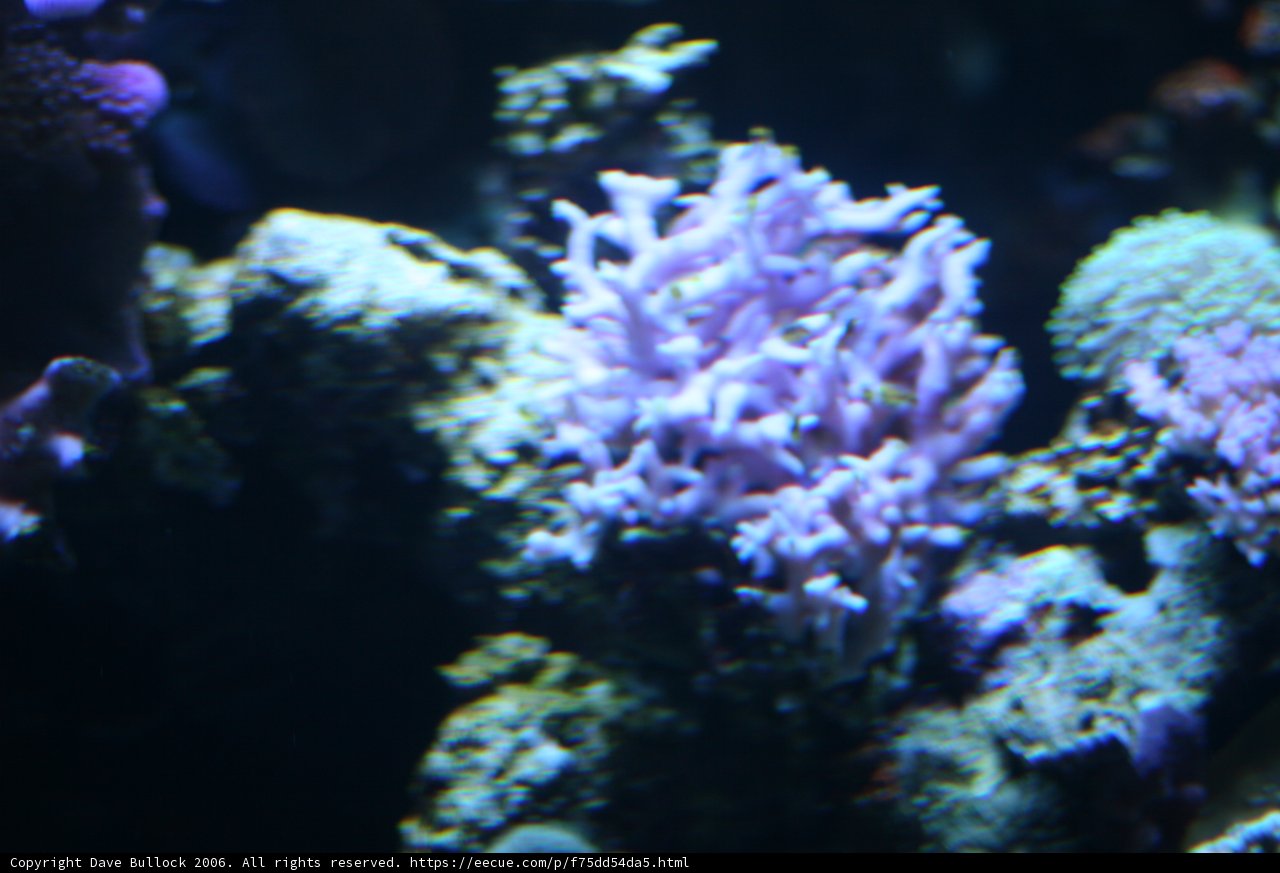 Gorgeous Purple Coral in Underwater Aquarium