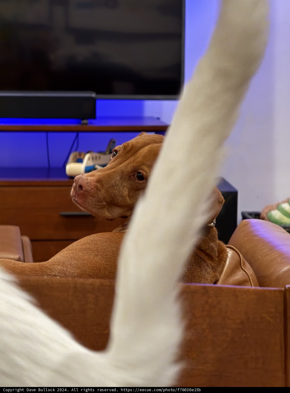 Cozy Companions: An Evening In