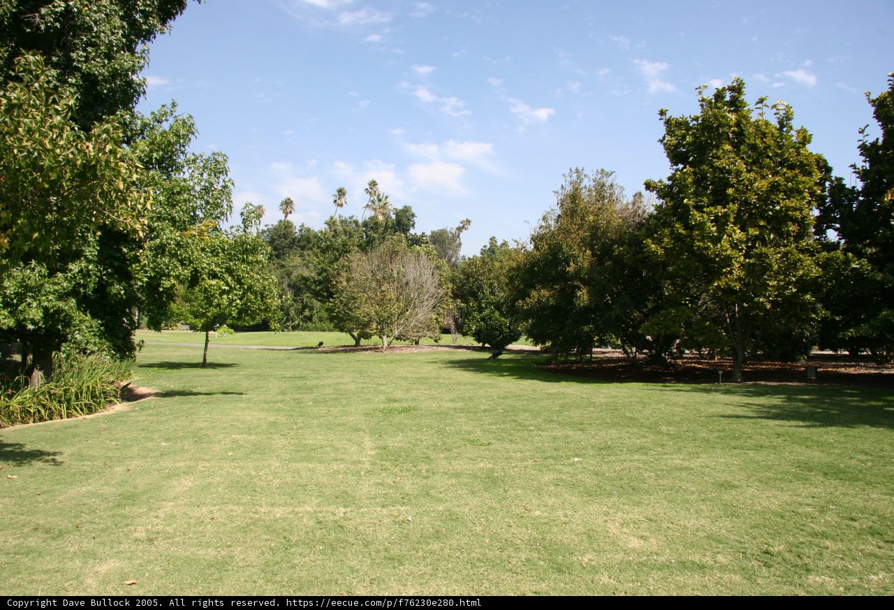 A Serene Field with Majestic Trees