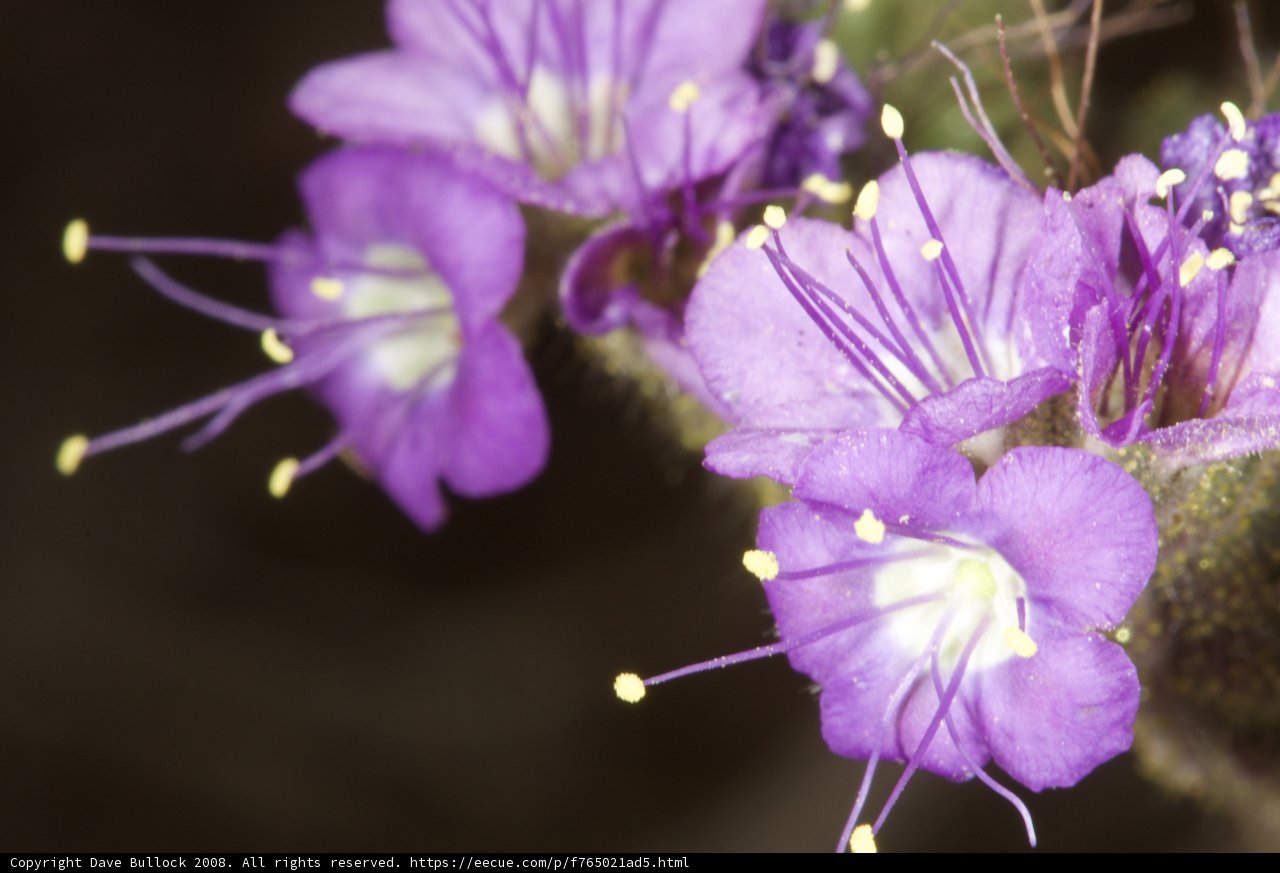 Purple Geranium Flower with Yellow Stamen