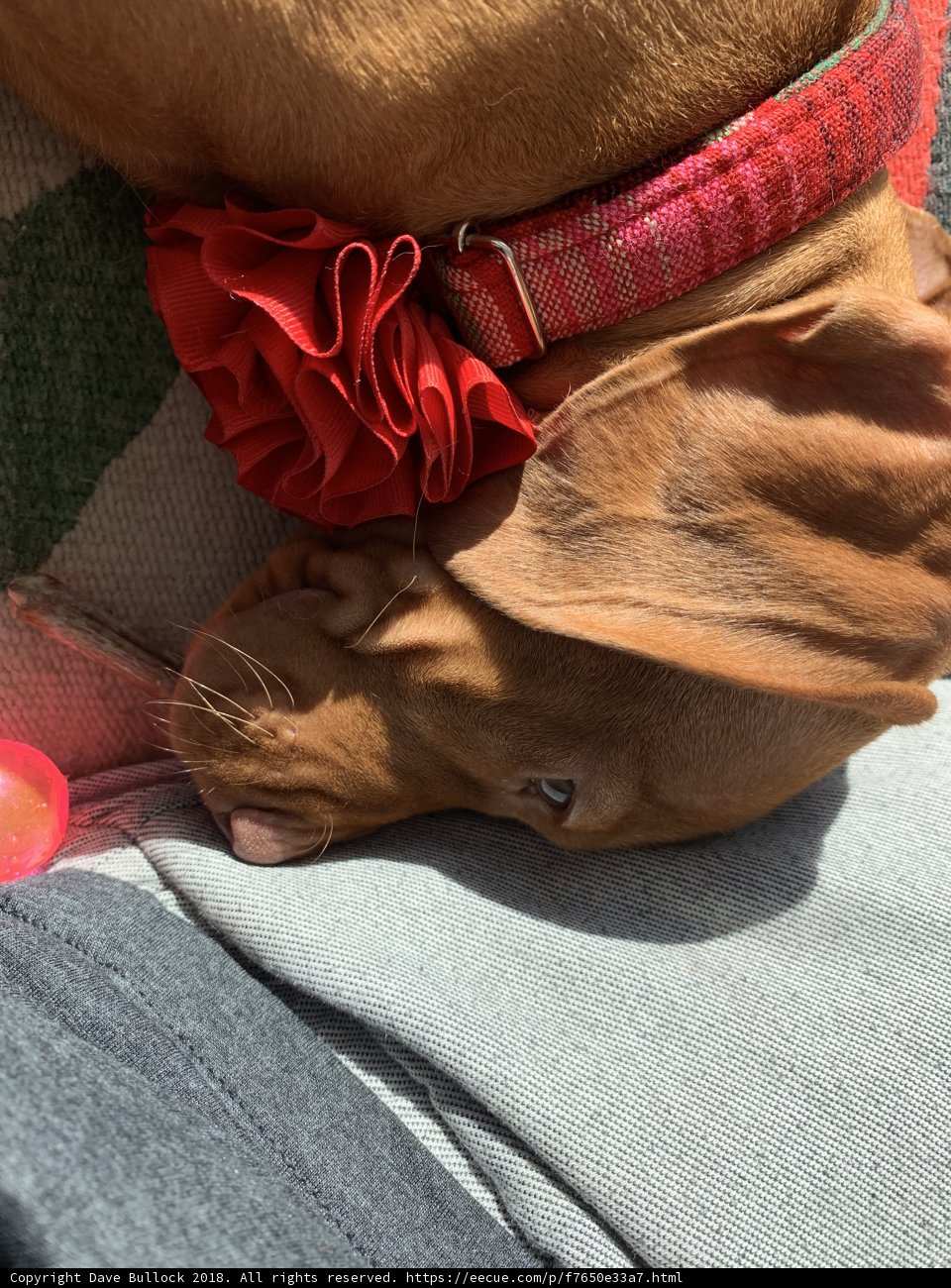 Cozy Canine Companion