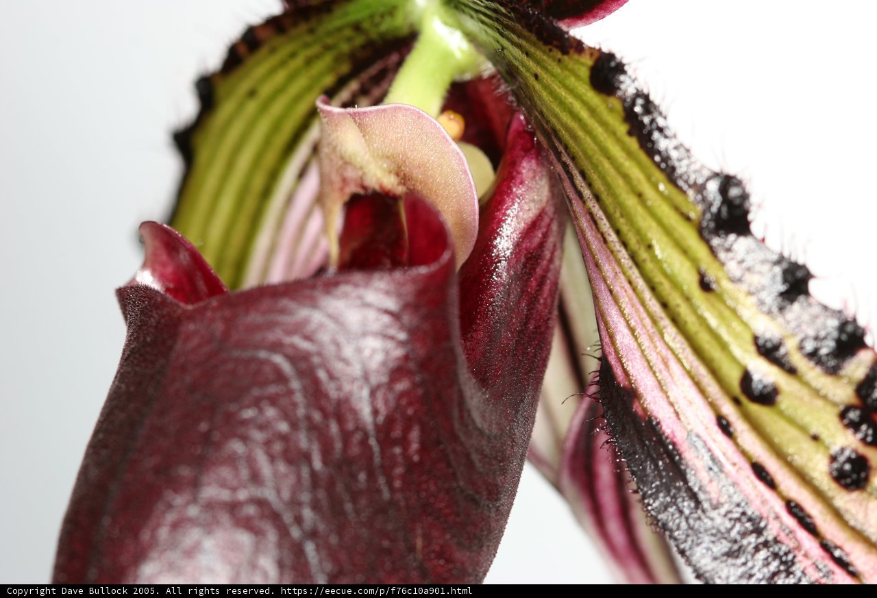 Vibrant Anthurium Flower with Green and Red Center