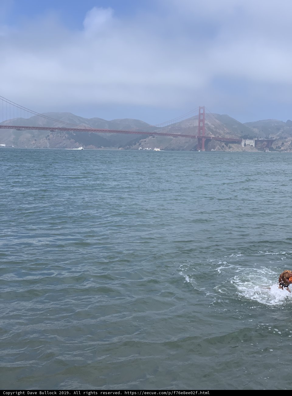 Canine Water Sports