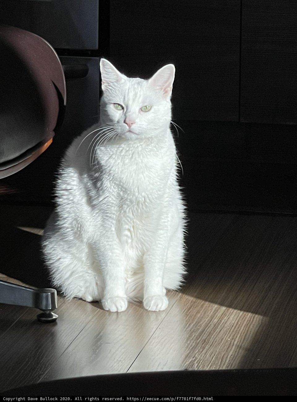 Snow White on Hardwood Floor