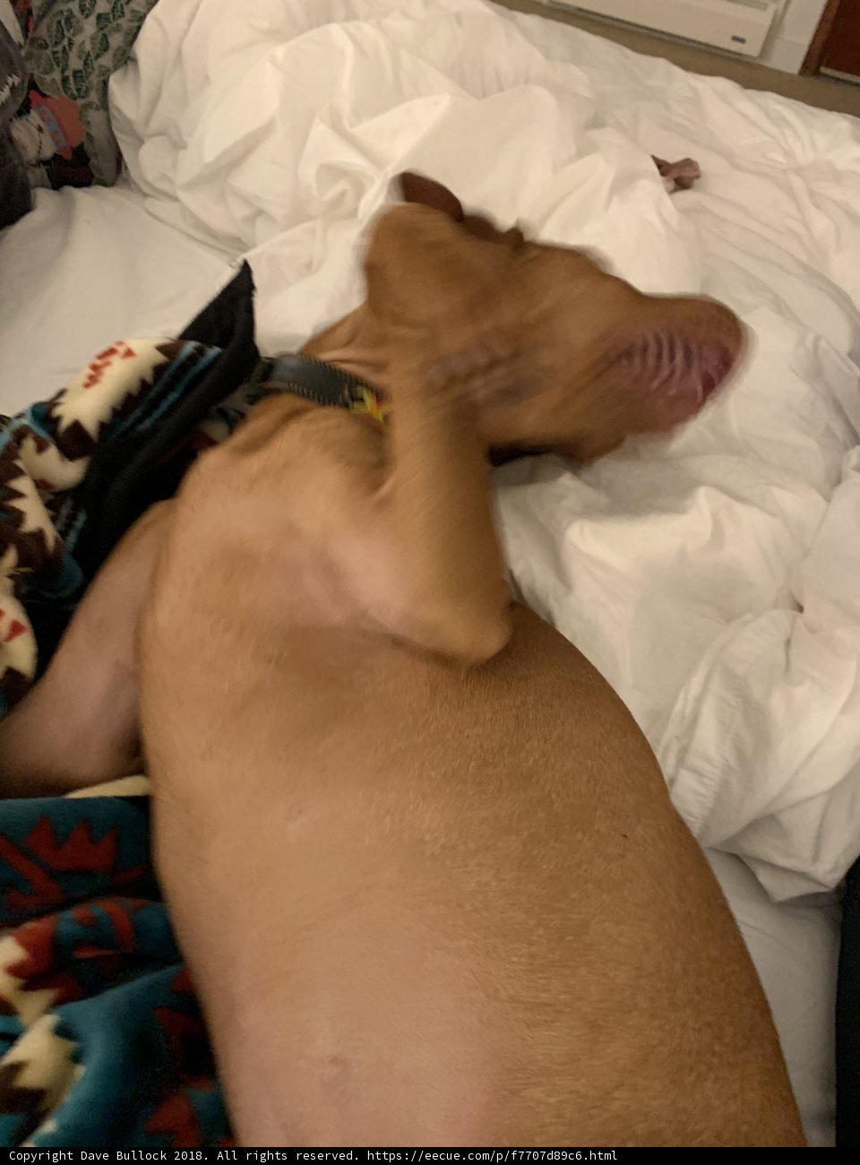 Comfy pup on cozy bedding