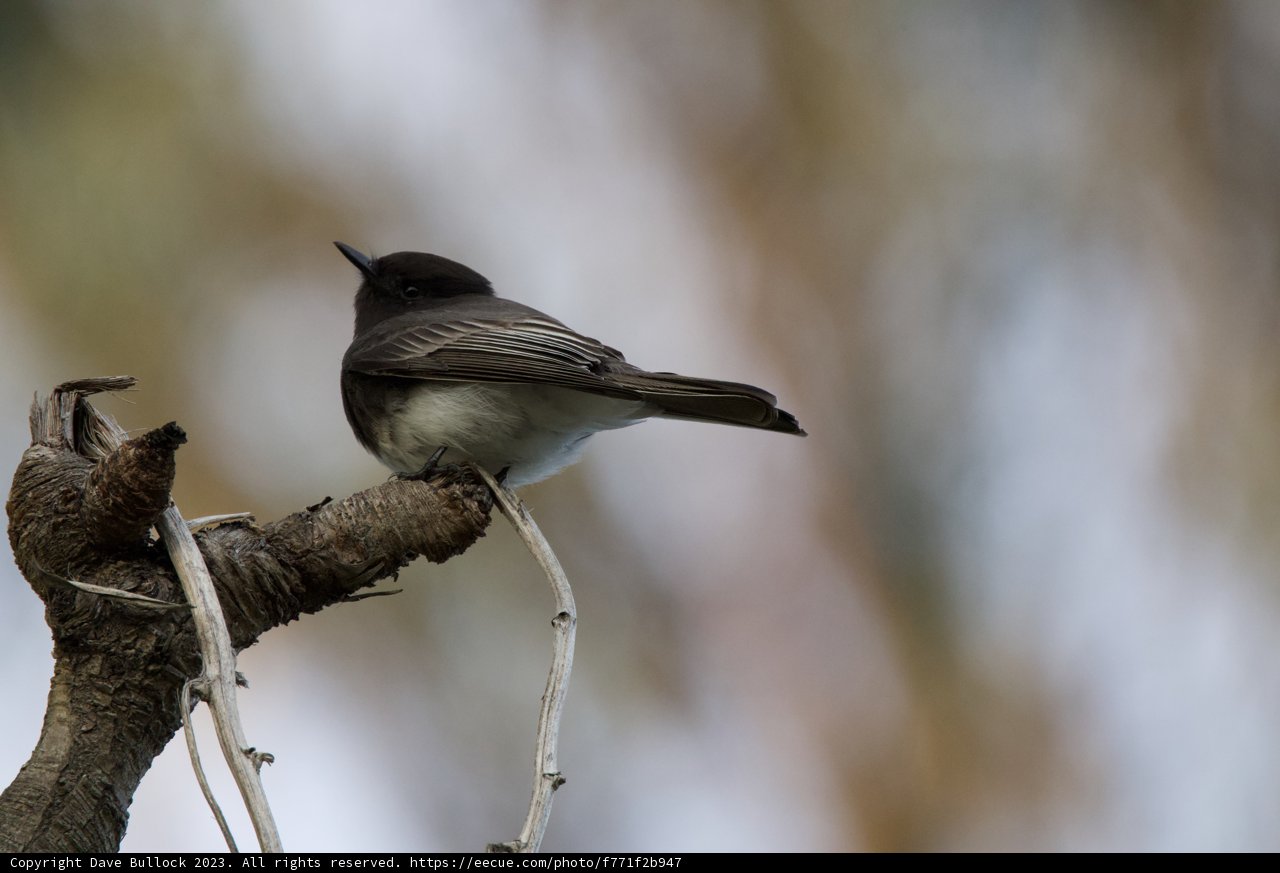 The Delicate Perch: Bird Watch at Fort Mason