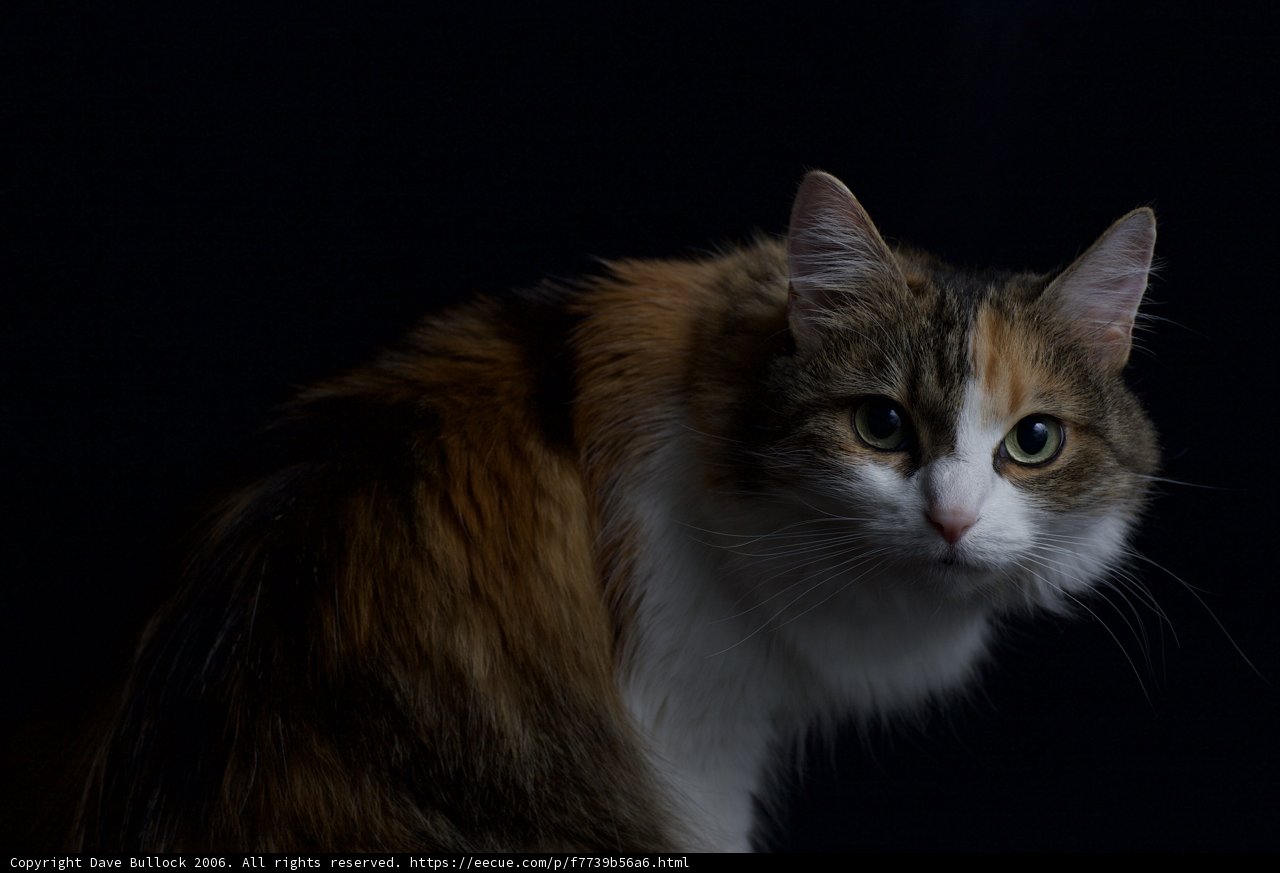 Calico Beauty