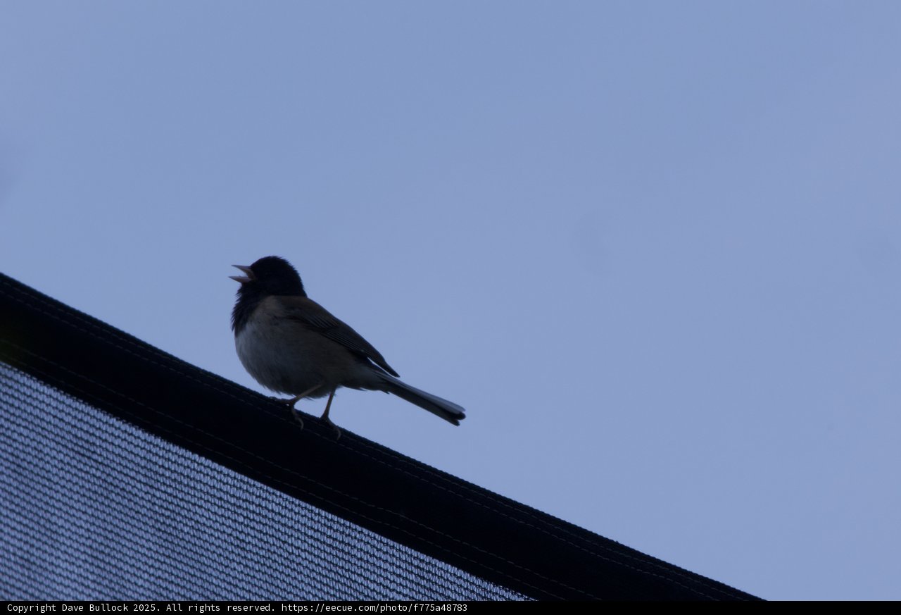 Songbird on a Wire
