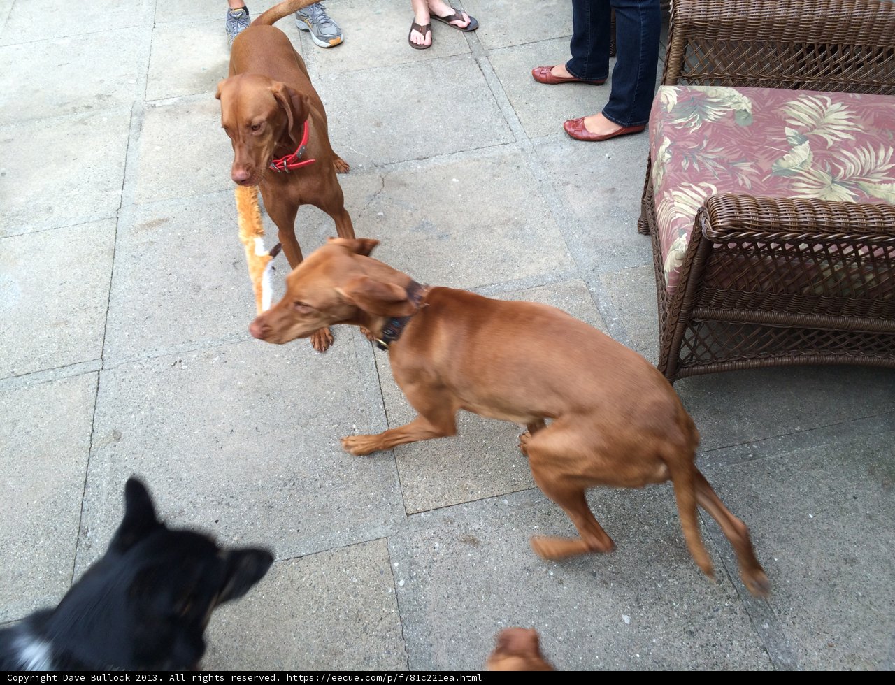 Canine Playtime on the Floor