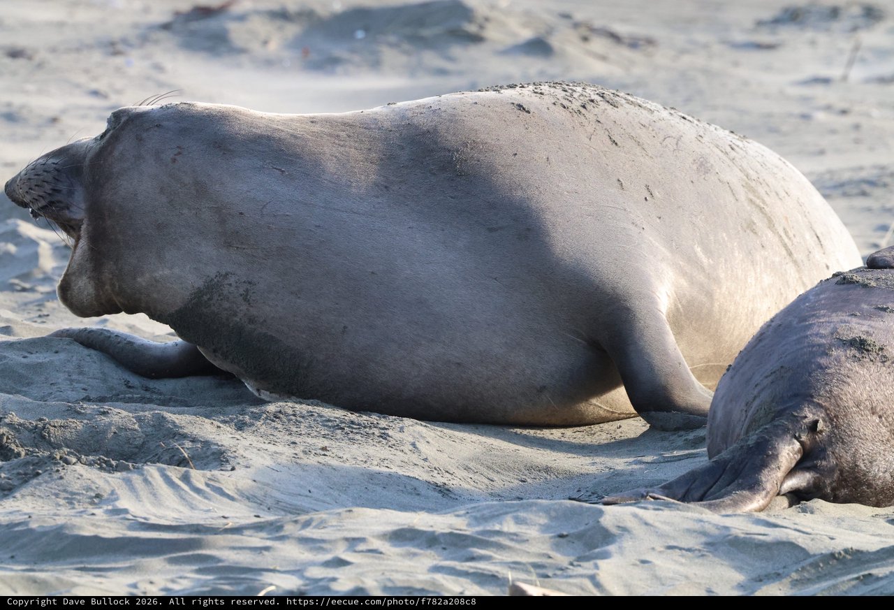 Elephant Seals Resting on Sandy Beach at Drake's Bay