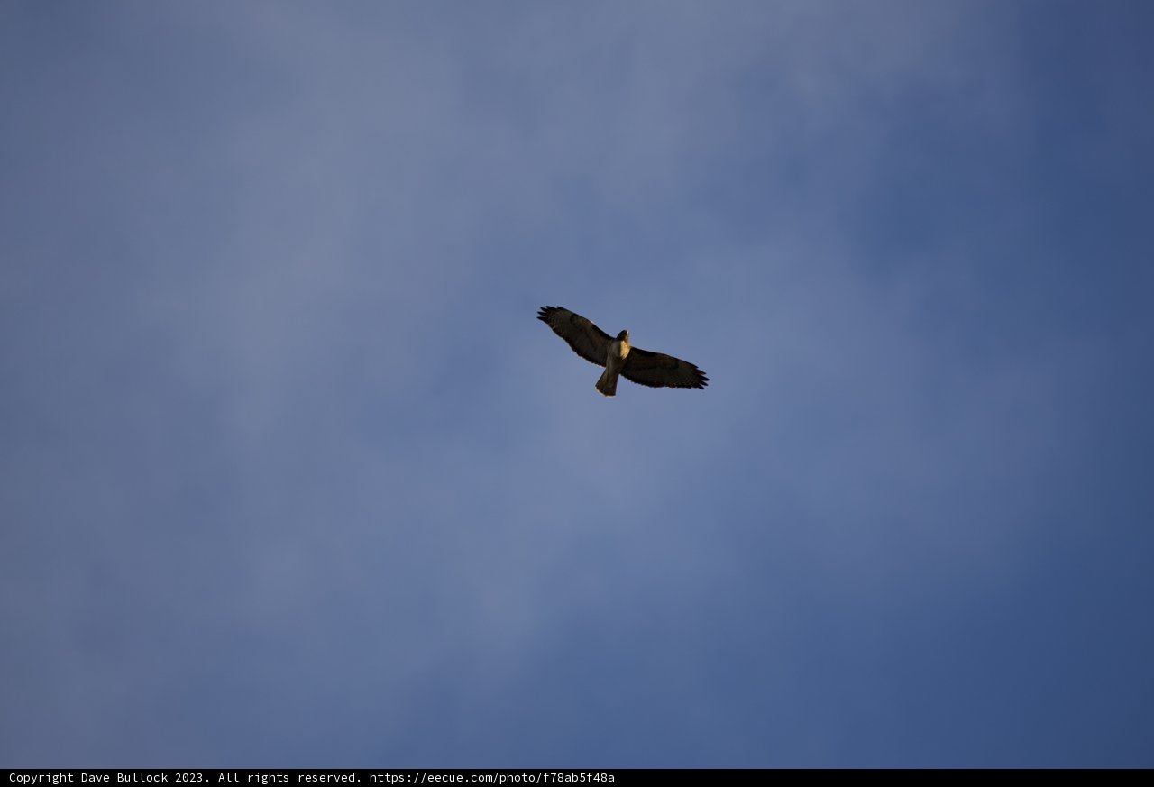 Majestic Hawk Soaring the Clear Sky