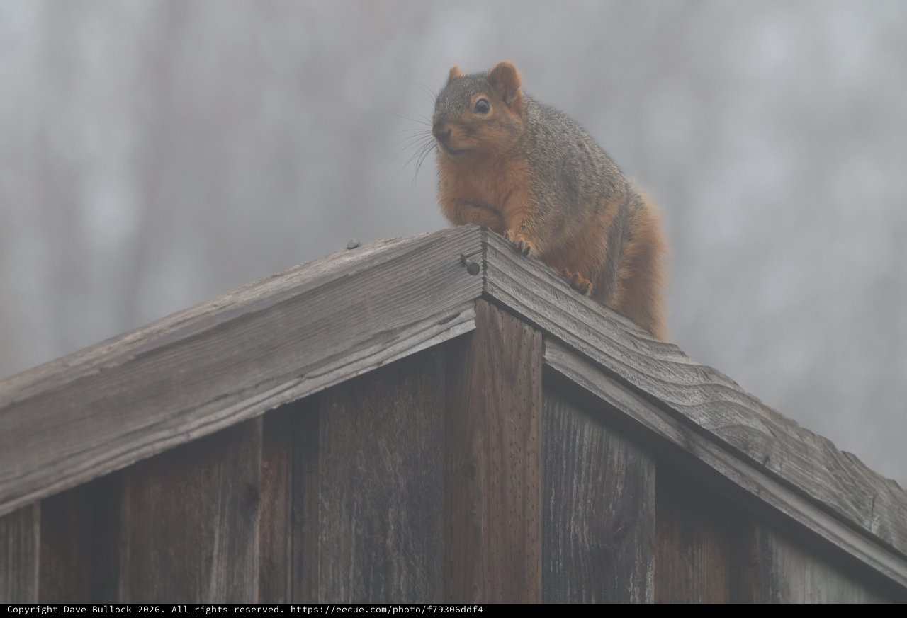 Fox Squirrel Perched on Wooden Birdhouse in Fog
