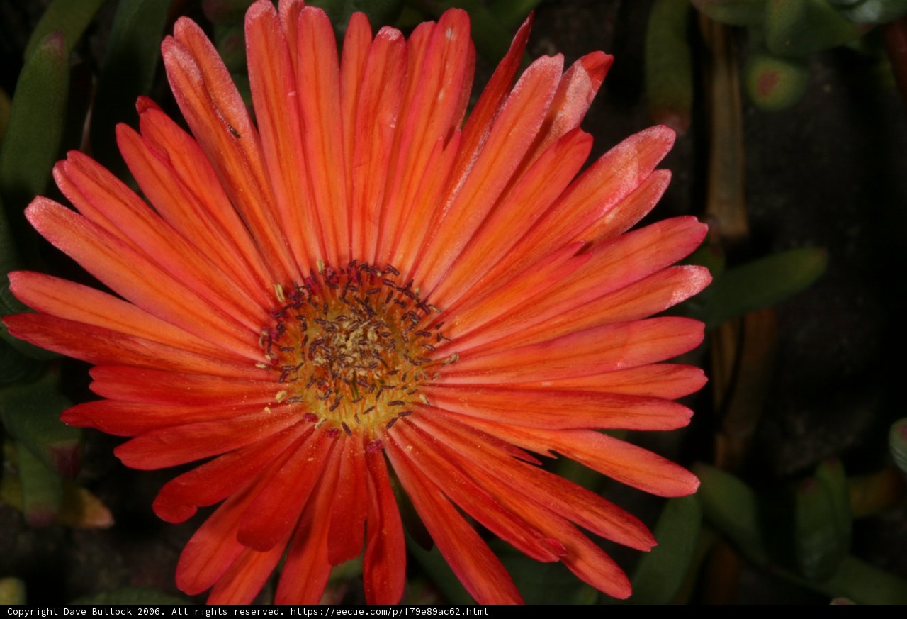 Blooming Treasure Flower