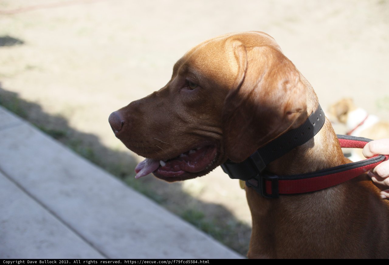 Loyal Vizsla Waiting for the Walk