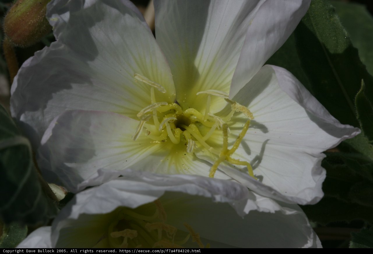 White Lily Blossom with Yellow Stamens