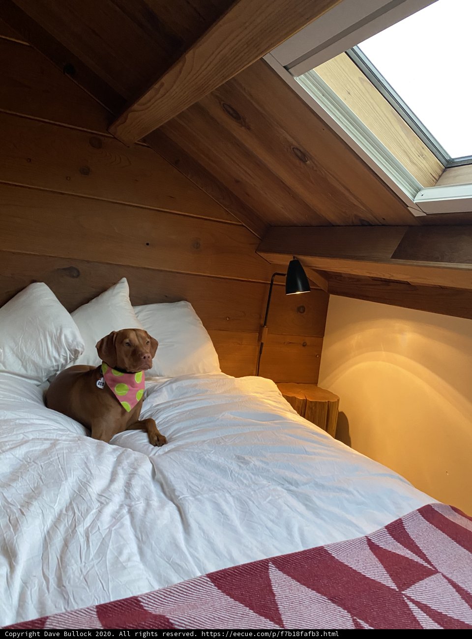Snoozing in the Skylight Bedroom