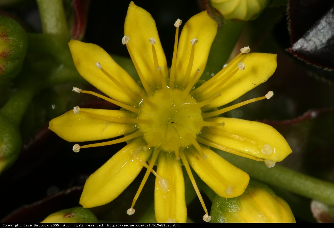 Vibrant Yellow Flower Bursting with Pollen
