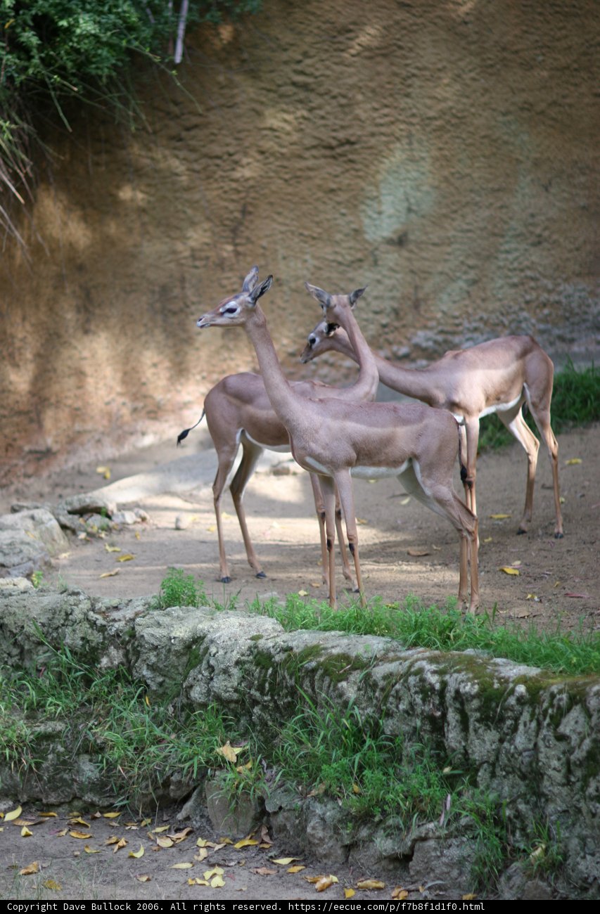 Peaceful Grazing