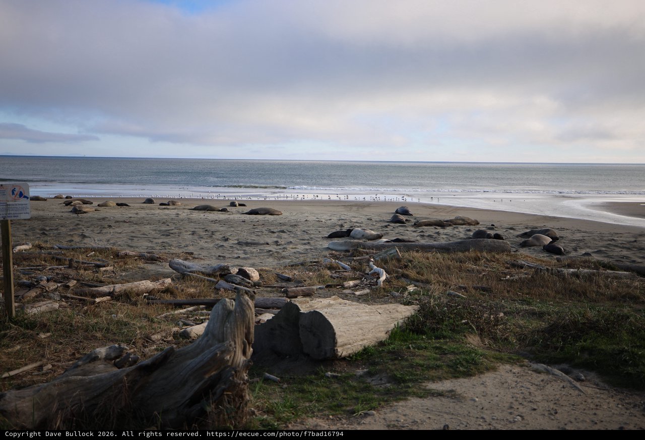 Elephant Seals Resting on Drakes Beach at Dusk